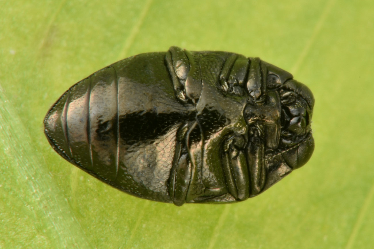 Buprestidae: E'' un Trachys troglodytes? S.